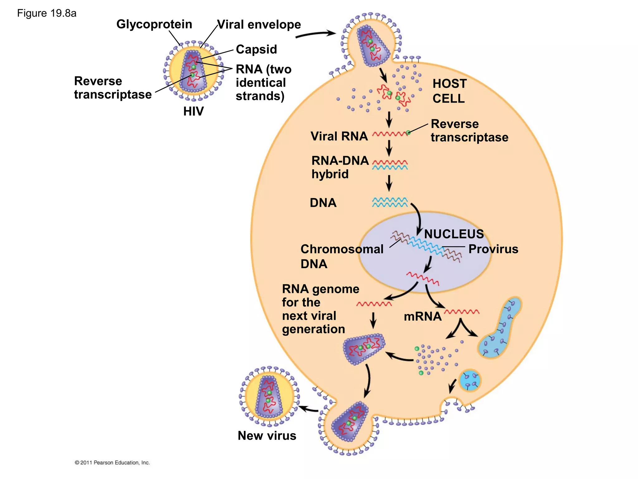 Glycoprotein
Reverse
transcriptase
HIV
Viral envelope
Capsid
RNA (two
identical
strands)
HOST
CELL
Viral RNA
Reverse
transcriptase
RNA-DNA
hybrid
DNA
NUCLEUS
ProvirusChromosomal
DNA
RNA genome
for the
next viral
generation
mRNA
New virus
Figure 19.8a
 