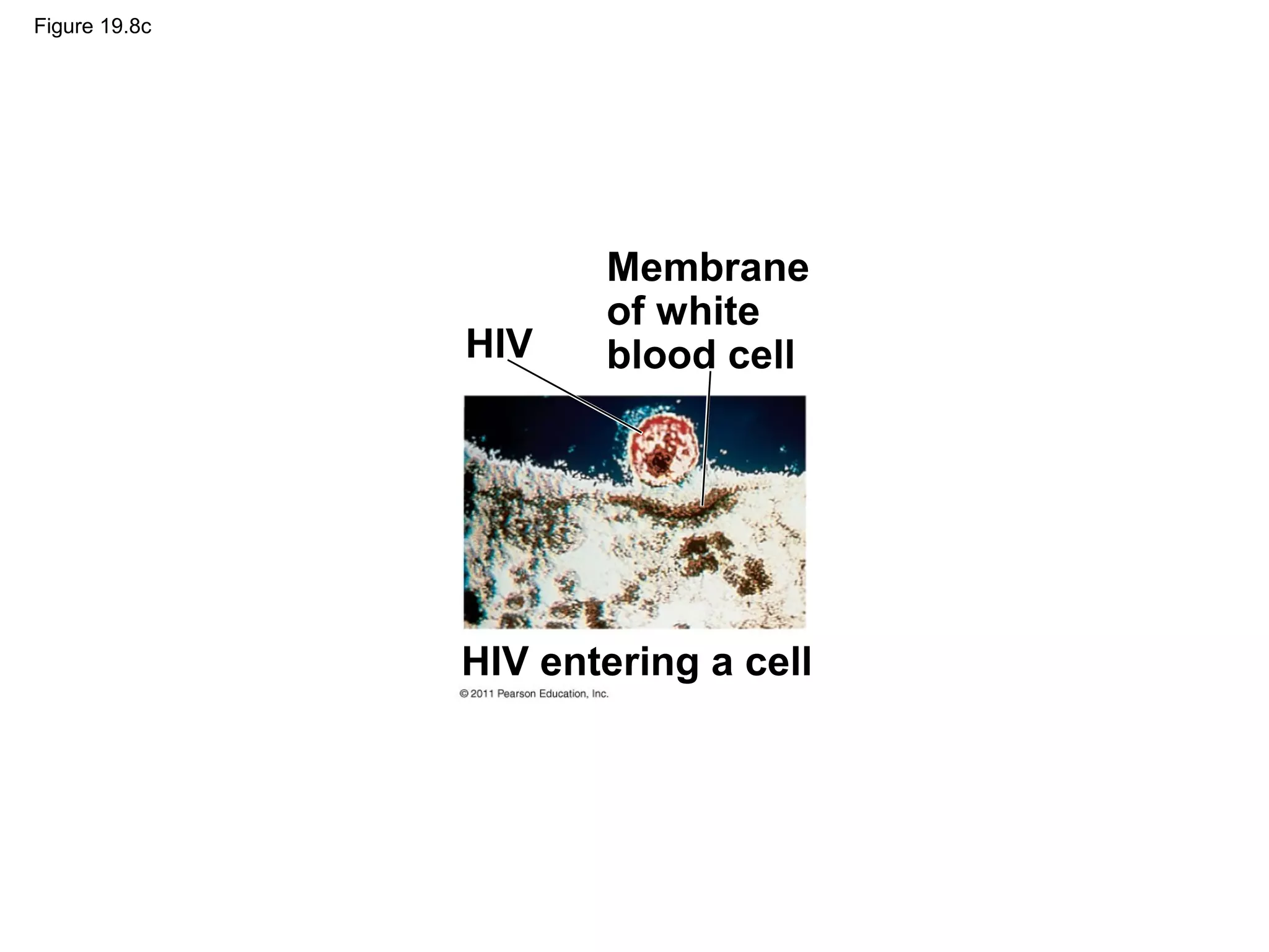 Figure 19.8c
HIV
Membrane
of white
blood cell
HIV entering a cell
 