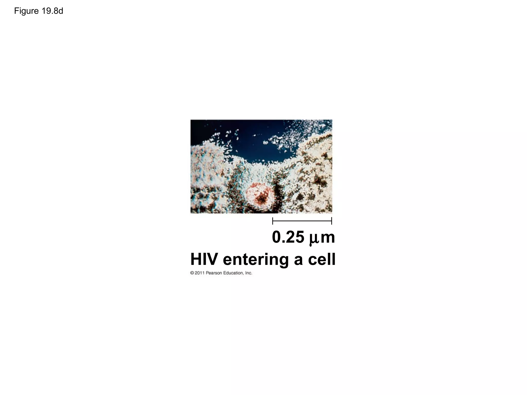 Figure 19.8d
HIV entering a cell
0.25 µm
 