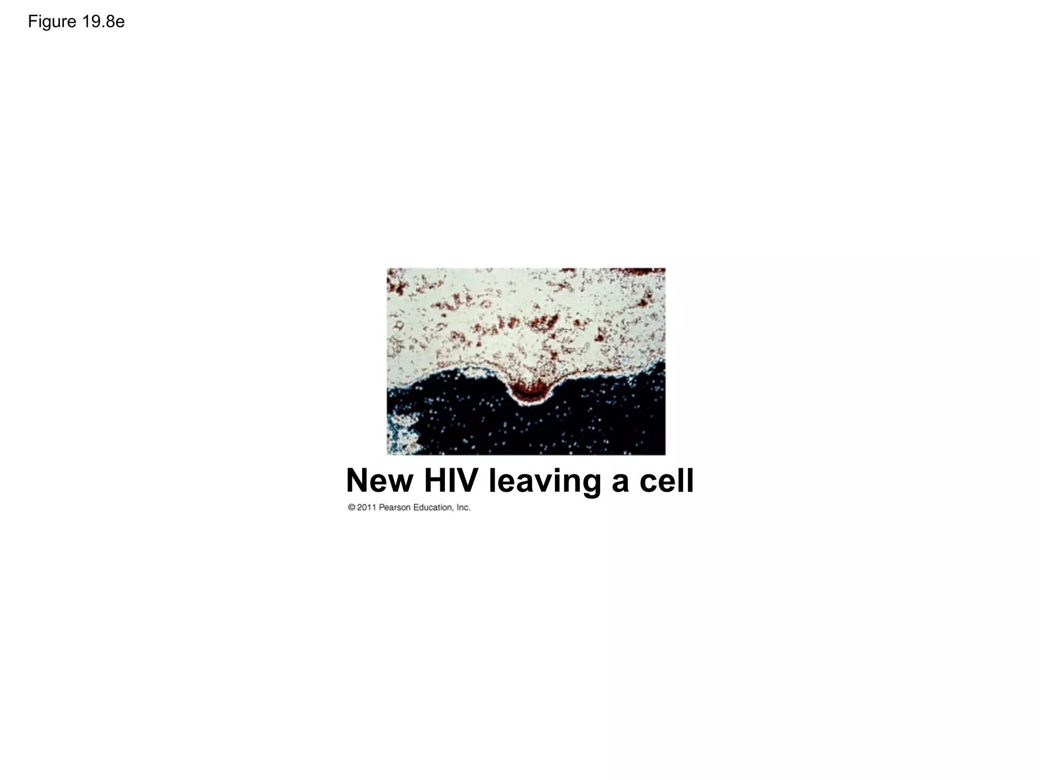 Figure 19.8e
New HIV leaving a cell
 