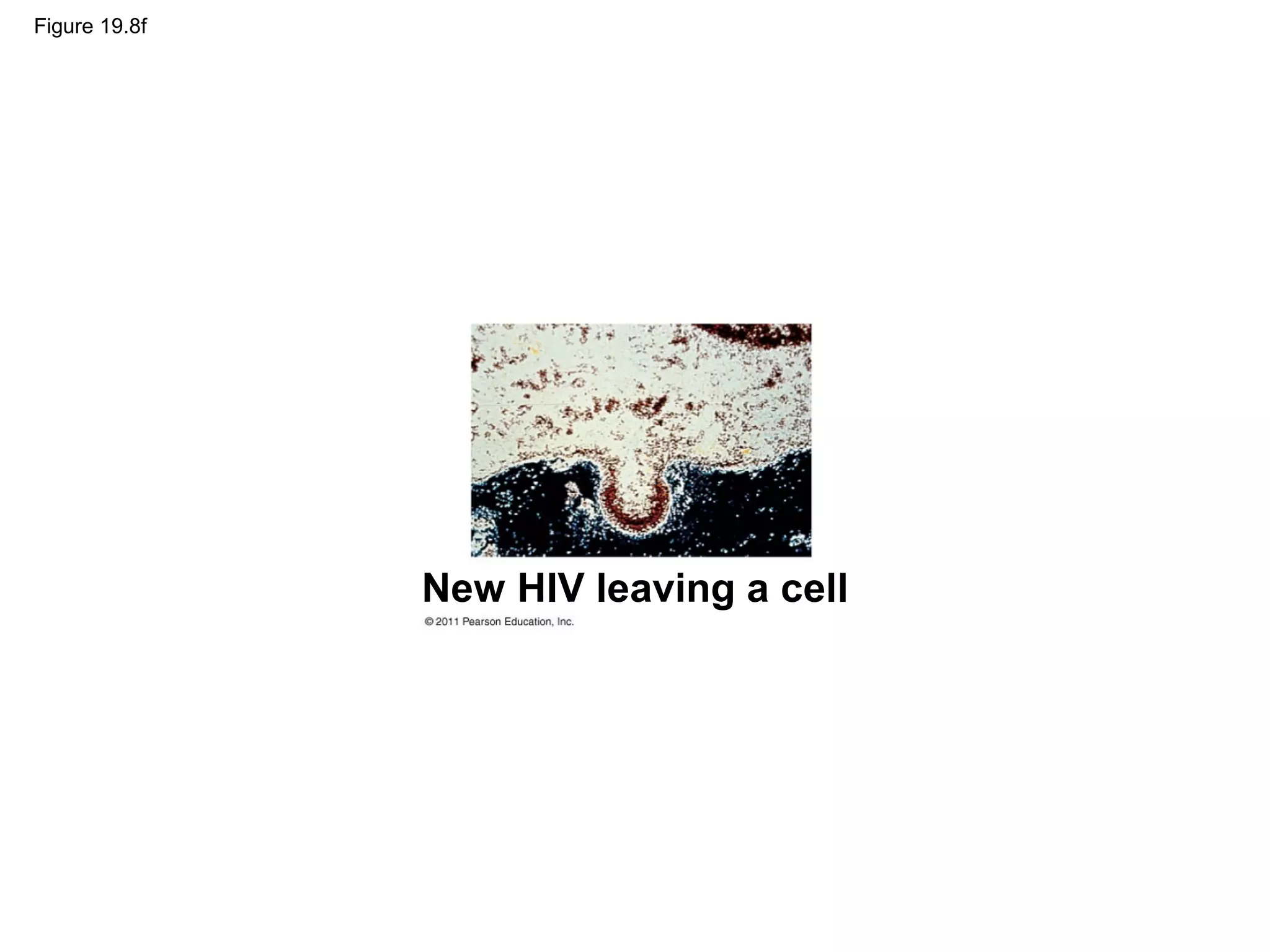 Figure 19.8f
New HIV leaving a cell
 