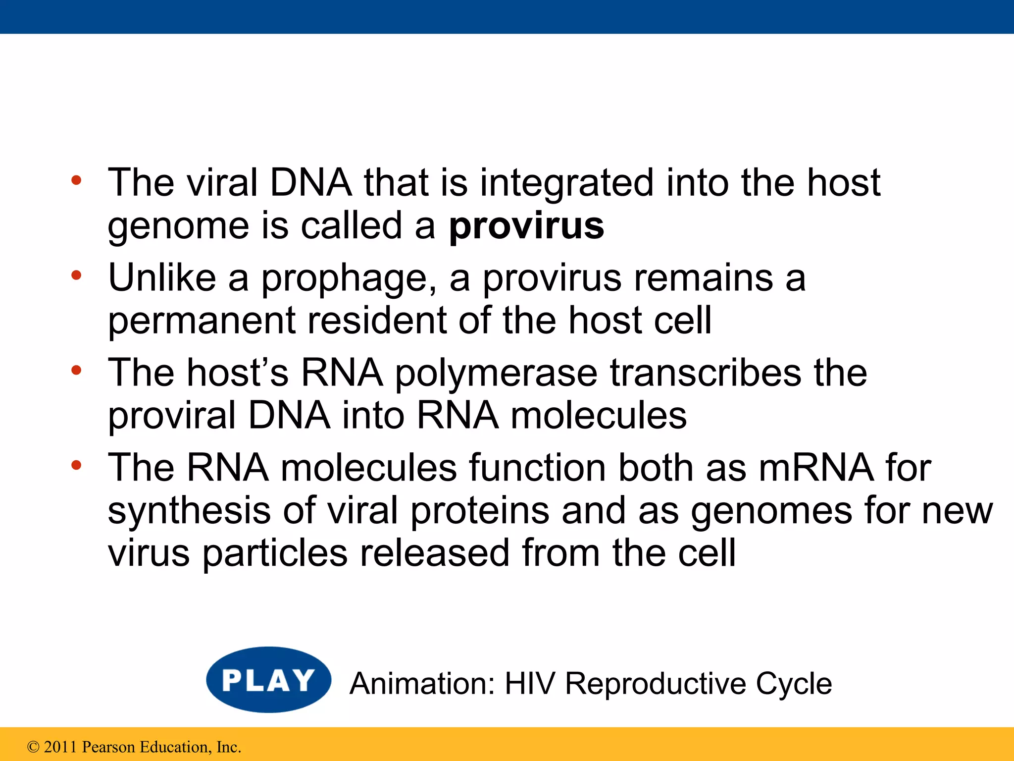 • The viral DNA that is integrated into the host
genome is called a provirus
• Unlike a prophage, a provirus remains a
permanent resident of the host cell
• The host’s RNA polymerase transcribes the
proviral DNA into RNA molecules
• The RNA molecules function both as mRNA for
synthesis of viral proteins and as genomes for new
virus particles released from the cell
© 2011 Pearson Education, Inc.
Animation: HIV Reproductive Cycle
 