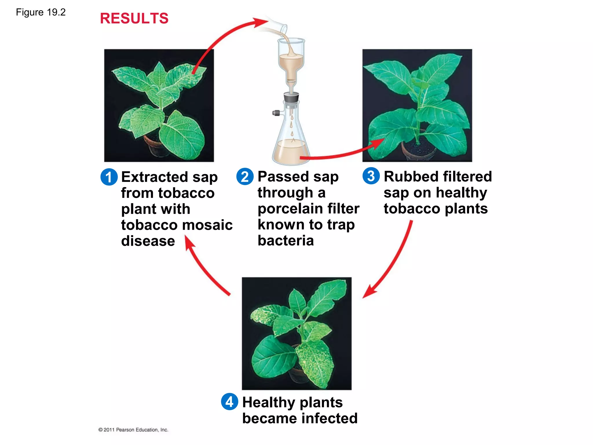 Figure 19.2
Extracted sap
from tobacco
plant with
tobacco mosaic
disease
RESULTS
Passed sap
through a
porcelain filter
known to trap
bacteria
Healthy plants
became infected
Rubbed filtered
sap on healthy
tobacco plants
1 2 3
4
 