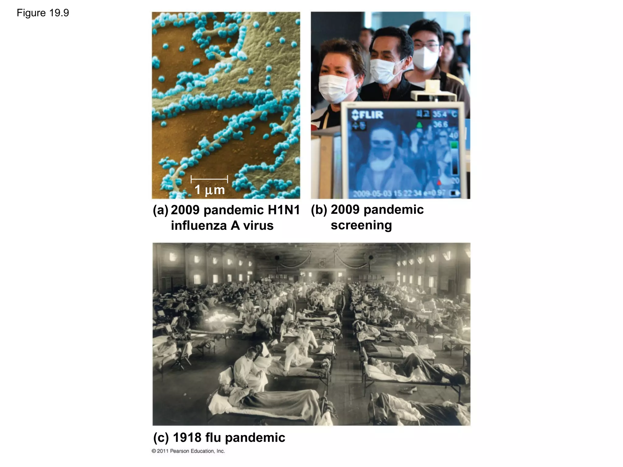 Figure 19.9
(c) 1918 flu pandemic
2009 pandemic
screening
(b)2009 pandemic H1N1
influenza A virus
(a)
1 µm
 