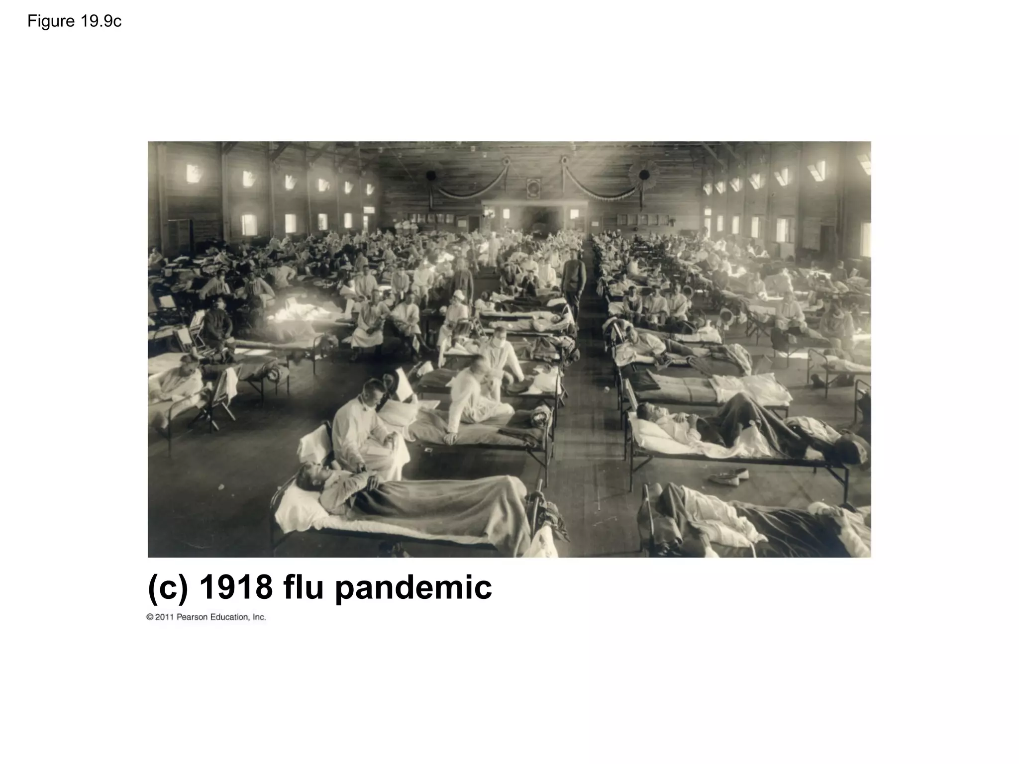 Figure 19.9c
(c) 1918 flu pandemic
 
