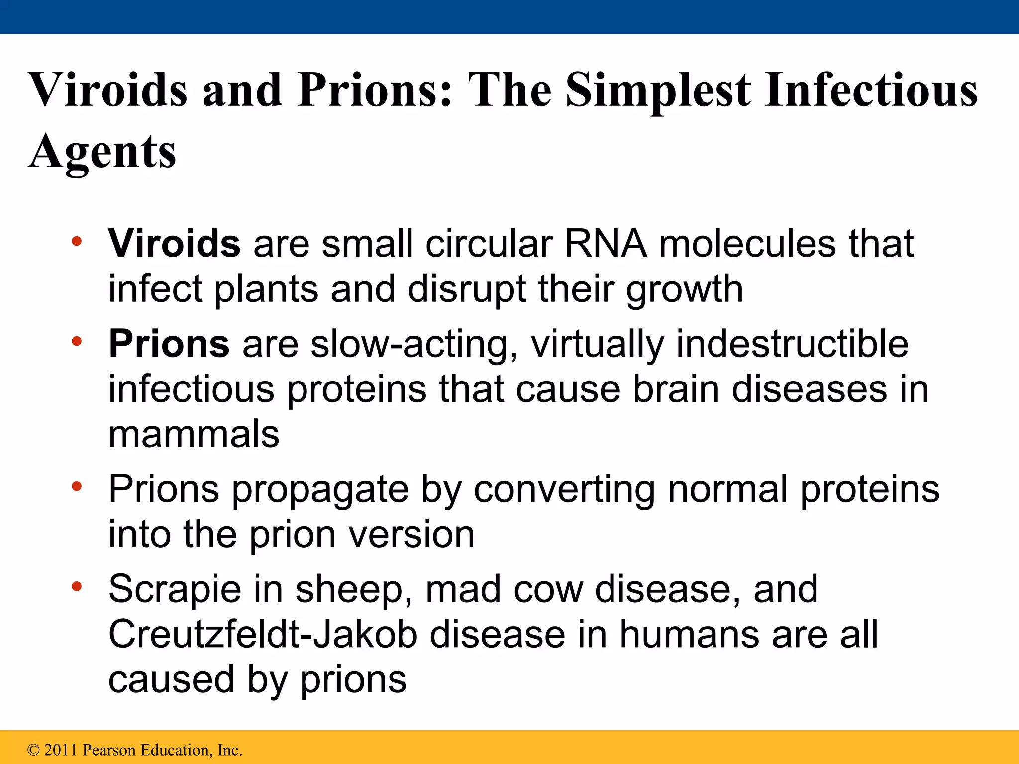 Viroids and Prions: The Simplest Infectious
Agents
• Viroids are small circular RNA molecules that
infect plants and disrupt their growth
• Prions are slow-acting, virtually indestructible
infectious proteins that cause brain diseases in
mammals
• Prions propagate by converting normal proteins
into the prion version
• Scrapie in sheep, mad cow disease, and
Creutzfeldt-Jakob disease in humans are all
caused by prions
© 2011 Pearson Education, Inc.
 