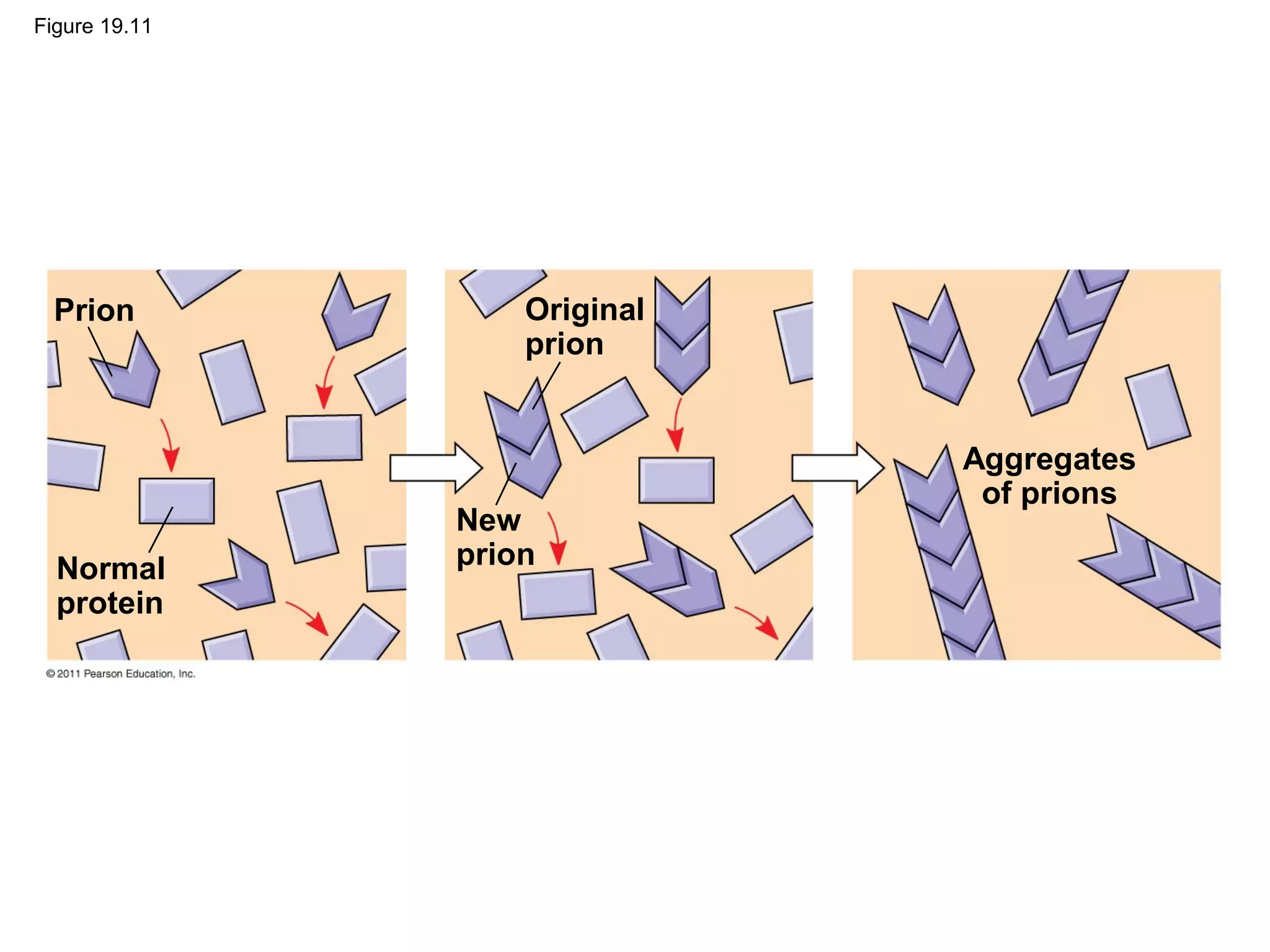 Figure 19.11
Prion
Normal
protein
Original
prion
New
prion
Aggregates
of prions
 