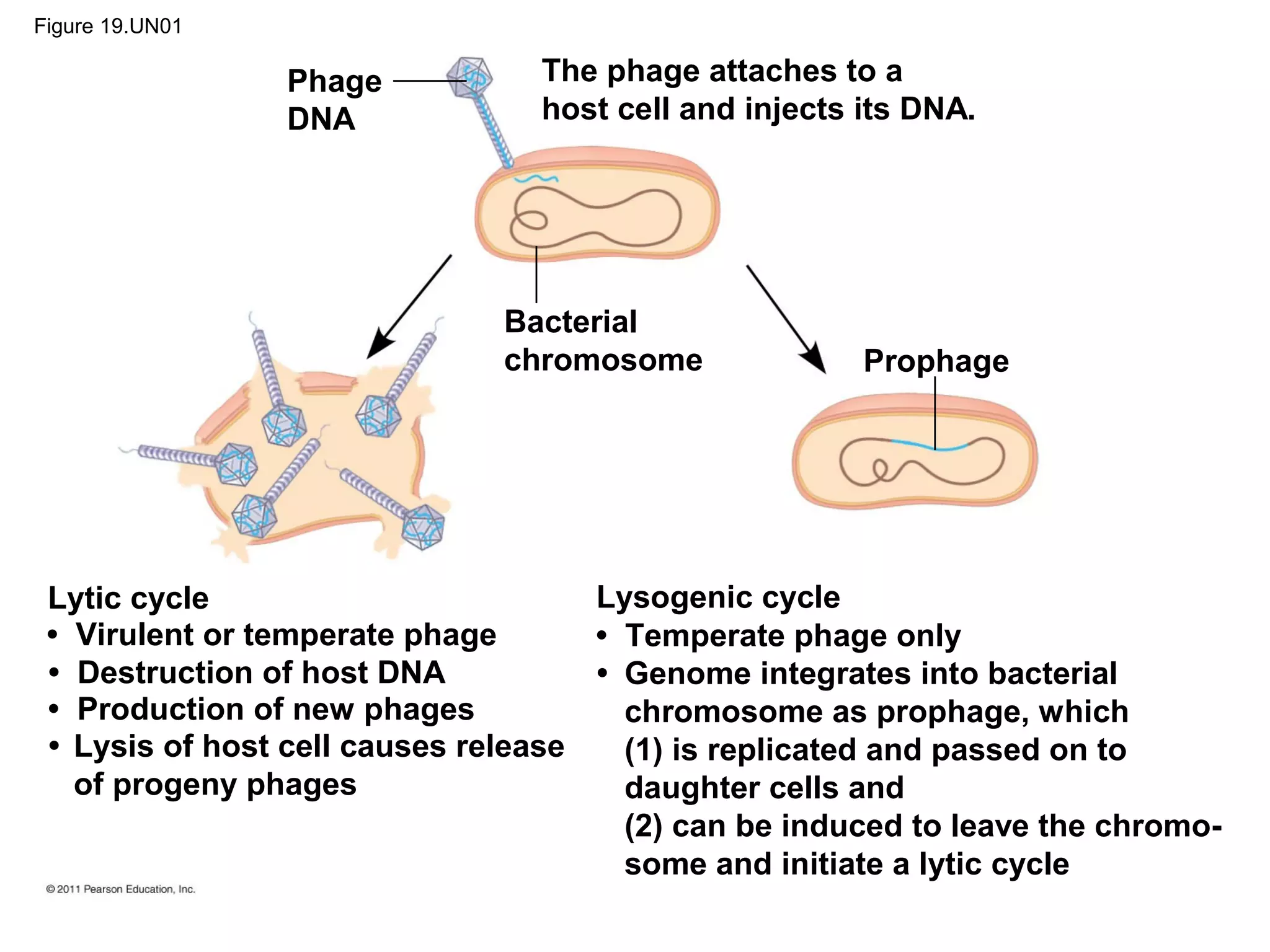 Figure 19.UN01
Phage
DNA
The phage attaches to a
host cell and injects its DNA.
Bacterial
chromosome Prophage
Lytic cycle Lysogenic cycle
• Temperate phage only• Virulent or temperate phage
• Genome integrates into bacterial
chromosome as prophage, which
(1) is replicated and passed on to
daughter cells and
(2) can be induced to leave the chromo-
some and initiate a lytic cycle
• Lysis of host cell causes release
of progeny phages
• Destruction of host DNA
• Production of new phages
 