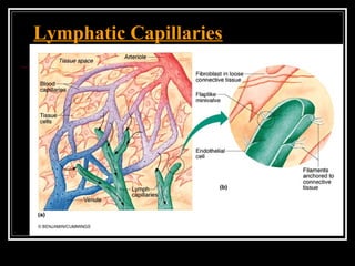 Lymphatic Capillaries
 