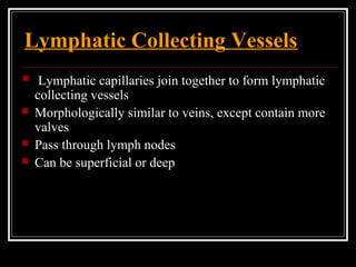 Lymphatic Collecting Vessels
 Lymphatic capillaries join together to form lymphatic
collecting vessels
 Morphologically similar to veins, except contain more
valves
 Pass through lymph nodes
 Can be superficial or deep
 