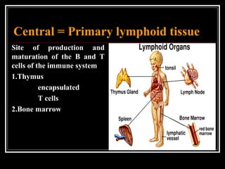 Central = Primary lymphoid tissue
Site of production and
maturation of the B and T
cells of the immune system
1.Thymus
encapsulated
T cells
2.Bone marrow
 