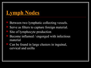 Lymph Nodes
 Between two lymphatic collecting vessels.
 Serve as filters to capture foreign material.
 Site of lymphocyte production
 Become inflamed / engorged with infectious
material
 Can be found in large clusters in inguinal,
cervical and axilla
 