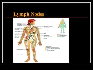 Lymph Nodes
 