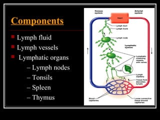 Components
 Lymph fluid
 Lymph vessels
 Lymphatic organs
– Lymph nodes
– Tonsils
– Spleen
– Thymus
 