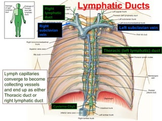 LYMPHATIC SYSTEM