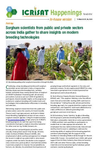 Newsletter
Happenings
In-house version 19 March 2021, No.1898
Field day
Sorghum scientists from public and private sectors
across India gather to share insights on modern
breeding technologies
Dr Govindaraj guiding other sorghum researchers through the field.
Photo: PS Rao, ICRISAT
Continuing a long-standing partnership with sorghum
scientists across institutes in India, a long-overdue
field day showcases elite breeding lines, varieties,
hybrids and hybrid show cased parental lines of sorghum
at ICRISAT Hyderabad. Proceeding with all necessary
precautions in place as per our COVID-19 guidelines,
participants shared valuable insights on the progressive
evolution in sorghum breeding with modern tools and
technologies that enabled better efficiencies in breeding
and selection.
Welcoming sorghum researchers from the public and
private sectors across the country, Dr Harish Gandhi,
Theme Lead, Crop Improvement, and Interim Global
Head–Breeding, highlighted inclusion of new areas in
sorghum research agendas. Citing the implementation
of focused product profiles as high priority for ICRISAT’s
breeding program, he said that apart from being
considered a food grain, sorghum should be looked at
for other uses too e.g. fodder, brewery etc.
Several partners and participants joined the event
virtually. Among them was Dr Vilas Tonapi, Director,
Indian Institute of Millets Research (IIMR), who
emphasized a holistic and focused approach to mitigate
the issues in sorghum e.g. grain mold in rainy season
sorghum, which has led to the decline in the sorghum
rainy season area; grain quality in new hybrids/varieties
in postrainy sorghum to improve the acceptability by
farmers, etc. Besides, he underlined the importance of
growing forage and biofuel segments in the rainy and
postrainy seasons. He also appreciated ICRISAT for using
new diverse germplasm lines in hybrid parental line
development and its diversification.
Dr Arvind Kumar, Deputy Director-General Research,
ICRISAT, said, “This sorghum field day is the first official
event that we’ve held after starting 100% work back in
the workplace." Hailing the public-private partnership
breeding approach, he congratulated the sorghum team
and partners, and hoped for continued collaboration to
make a difference in delivering breeding traits
germplasm and more int eh future.
Dr M Govindaraj, Senior Scientist, Sorghum Breeding,
led the group to postrainy breeding fields, presenting
field plans and pipeline materials at various generations
(~2000) and their trait specificity to participants to
enable them to make appropriate selections. He
emphasized the new method (chemically induced male
sterility) that his team is validating to estimate the
combining ability of sorghum B-line breeding pipelines
and drone phenotyping with the support of the
Excellence in Breeding Platform (EiB) through Dr Vincent
Vadez (IRD, France). He recalled how in 2020, with great
support from Dr Peter Carberry, then-Director General,
CIOT staff, and other Theme Leads, critical breeding
materials were harvested during the lockdown period
and were now being displayed.
 