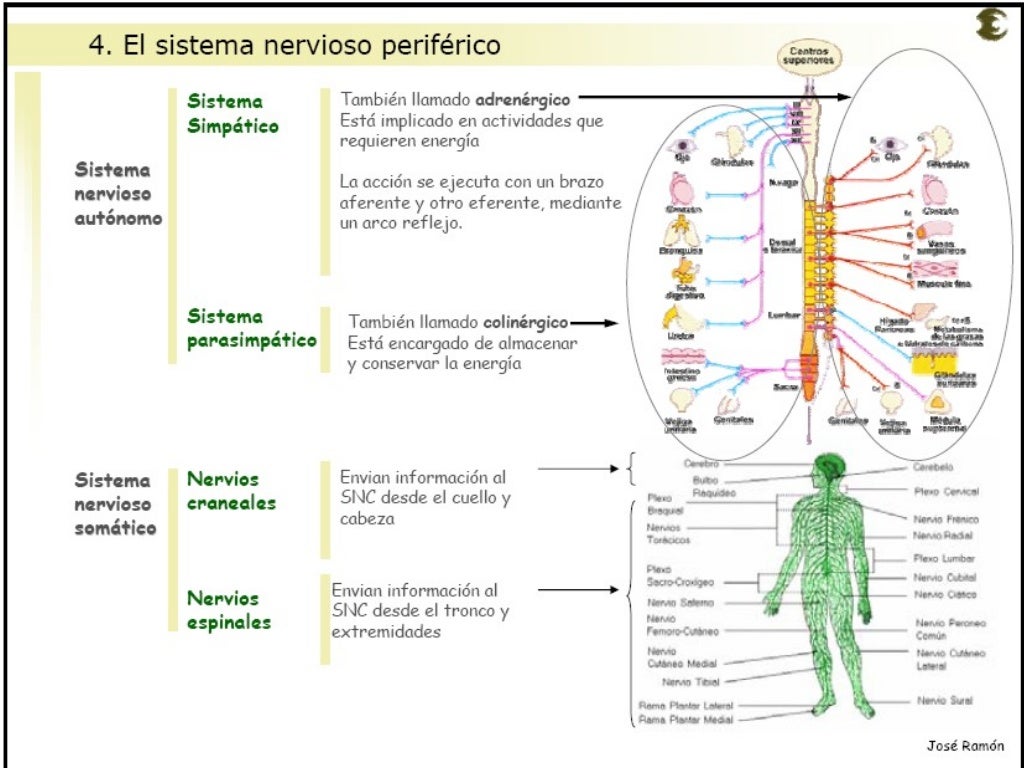 SISTEMA NERVIOSO PERIFERICO