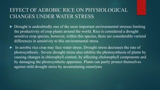 EFFECT OF AEROBIC RICE ON PHYSIOLOGICAL
CHANGES UNDER WATER STRESS
 Drought is undoubtedly one of the most important environmental stresses limiting
the productivity of crop plants around the world. Rice is considered a drought
sensitive crop species, however, within this species, there are considerable varietal
differences in sensitivity to this environmental stress.
 In aerobic rice crop may face water stress. Drought stress decreases the rate of
photosynthesis . Severe drought stress also inhibits the photosynthesis of plants by
causing changes in chlorophyll content, by affecting cholorophyll components and
by damaging the photosynthetic apparatus. Plants can partly protect themselves
against mild drought stress by accumulating osmolytes
 