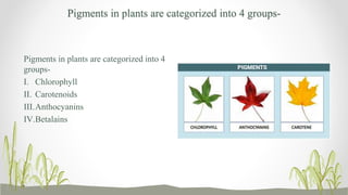 Plant pigments | PPTX