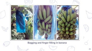 Pre-Harvest fruit bagging for quality improvement | PPTX