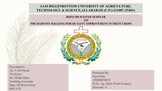 SAM HIGGINBOTTOM UNIVERSITY OF AGRICULTURE,
TECHNOLOGY & SCIENCE,ALLAHABAD (U.P.)-211007, INDIA
Presented to:
Dr. V.M Prasad
Professor
Ms. Shilpa Rana
Teaching Associate
Dept. Of Horticulture
SHUATS
Presented By:
Payel Das
19MSHFS019
M.Sc. Ag. Horti (Fruit Science)
Semester -3
HOFS-780 MASTER SEMINAR
ON
PRE HARVEST BAGGING FOR QUALITY IMPROVEMENT IN FRUIT CROPS
 