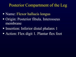 Posterior Compartment of the Leg Name:  Flexor hallucis longus Origin: Posterior fibula. Interosseus membrane Insertion: Inferior distal phalanx 1 Action: Flex digit 1. Plantar flex foot 
