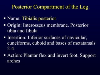 Posterior Compartment of the Leg Name:  Tibialis posterior Origin: Interosseus membrane. Posterior tibia and fibula Insertion: Inferior surfaces of navicular, cuneiforms, cuboid and bases of metatarsals 2-4 Action: Plantar flex and invert foot. Support arches 