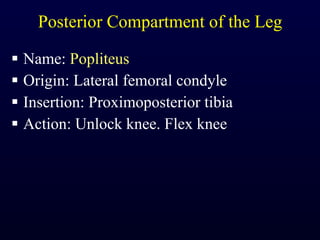 Posterior Compartment of the Leg Name:  Popliteus Origin: Lateral femoral condyle Insertion: Proximoposterior tibia Action: Unlock knee. Flex knee 