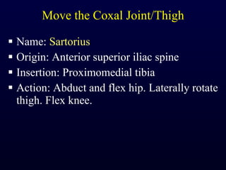 Move the Coxal Joint/Thigh Name:  Sartorius Origin: Anterior superior iliac spine Insertion: Proximomedial tibia Action: Abduct and flex hip. Laterally rotate thigh. Flex knee. 