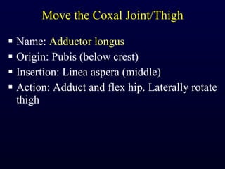 Move the Coxal Joint/Thigh Name:  Adductor longus Origin: Pubis (below crest) Insertion: Linea aspera (middle) Action: Adduct and flex hip. Laterally rotate thigh 