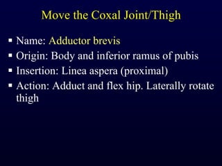 Move the Coxal Joint/Thigh Name:  Adductor brevis Origin: Body and inferior ramus of pubis Insertion: Linea aspera (proximal) Action: Adduct and flex hip. Laterally rotate thigh 