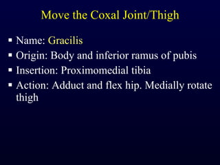 Move the Coxal Joint/Thigh Name:  Gracilis Origin: Body and inferior ramus of pubis Insertion: Proximomedial tibia Action: Adduct and flex hip. Medially rotate thigh 