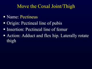 Move the Coxal Joint/Thigh Name:  Pectineus Origin: Pectineal line of pubis Insertion: Pectineal line of femur Action: Adduct and flex hip. Laterally rotate thigh 