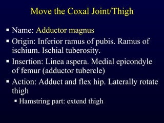 Move the Coxal Joint/Thigh Name:  Adductor magnus Origin: Inferior ramus of pubis. Ramus of ischium. Ischial tuberosity. Insertion: Linea aspera. Medial epicondyle of femur (adductor tubercle) Action: Adduct and flex hip. Laterally rotate thigh Hamstring part: extend thigh 