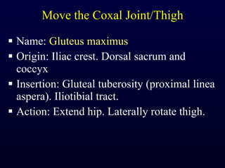 Move the Coxal Joint/Thigh Name:  Gluteus maximus Origin: Iliac crest. Dorsal sacrum and coccyx Insertion: Gluteal tuberosity (proximal linea aspera). Iliotibial tract. Action: Extend hip. Laterally rotate thigh. 