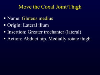 Move the Coxal Joint/Thigh Name:  Gluteus medius Origin: Lateral ilium Insertion: Greater trochanter (lateral) Action: Abduct hip. Medially rotate thigh. 