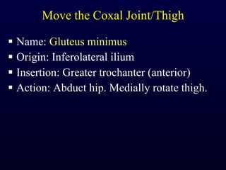 Move the Coxal Joint/Thigh Name:  Gluteus minimus Origin: Inferolateral ilium Insertion: Greater trochanter (anterior) Action: Abduct hip. Medially rotate thigh. 
