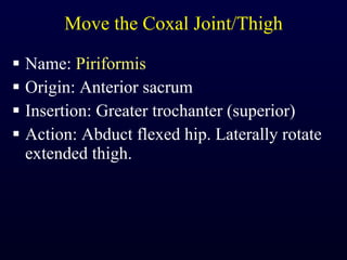 Move the Coxal Joint/Thigh Name:  Piriformis Origin: Anterior sacrum Insertion: Greater trochanter (superior) Action: Abduct flexed hip. Laterally rotate extended thigh. 