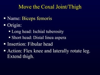 Move the Coxal Joint/Thigh Name:  Biceps femoris Origin:  Long head: Ischial tuberosity Short head: Distal linea aspera Insertion: Fibular head Action: Flex knee and laterally rotate leg. Extend thigh. 