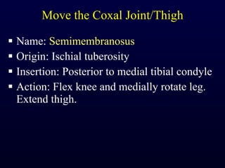 Move the Coxal Joint/Thigh Name:  Semimembranosus Origin: Ischial tuberosity Insertion: Posterior to medial tibial condyle Action: Flex knee and medially rotate leg. Extend thigh. 