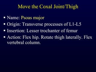 Move the Coxal Joint/Thigh Name:  Psoas major Origin: Transverse processes of L1-L5 Insertion: Lesser trochanter of femur Action: Flex hip. Rotate thigh laterally. Flex vertebral column. 