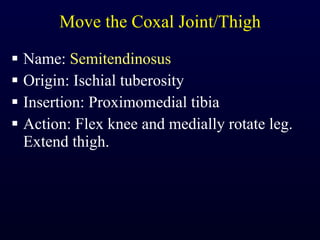 Move the Coxal Joint/Thigh Name:  Semitendinosus Origin: Ischial tuberosity Insertion: Proximomedial tibia Action: Flex knee and medially rotate leg. Extend thigh. 