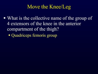 Move the Knee/Leg What is the collective name of the group of 4 extensors of the knee in the anterior compartment of the thigh? Quadriceps femoris group 