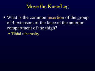 Move the Knee/Leg What is the common  insertion  of the group of 4 extensors of the knee in the anterior compartment of the thigh? Tibial tuberosity 