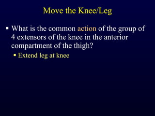 Move the Knee/Leg What is the common  action  of the group of 4 extensors of the knee in the anterior compartment of the thigh? Extend leg at knee 