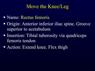 Move the Knee/Leg Name:  Rectus femoris Origin: Anterior inferior iliac spine. Groove superior to acetabulum Insertion: Tibial tuberosity via quadriceps femoris tendon Action: Extend knee. Flex thigh 