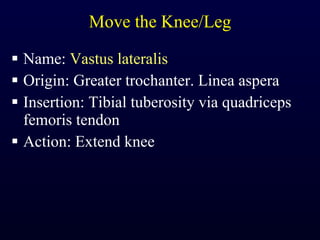 Move the Knee/Leg Name:  Vastus lateralis Origin: Greater trochanter. Linea aspera Insertion: Tibial tuberosity via quadriceps femoris tendon Action: Extend knee 