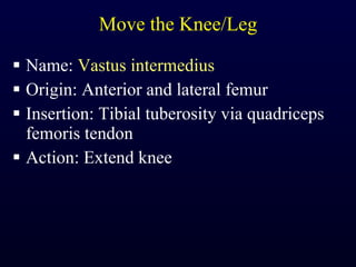 Move the Knee/Leg Name:  Vastus intermedius Origin: Anterior and lateral femur Insertion: Tibial tuberosity via quadriceps femoris tendon Action: Extend knee 