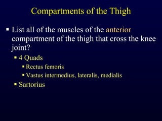 Compartments of the Thigh List all of the muscles of the  anterior  compartment of the thigh that cross the knee joint? 4 Quads Rectus femoris Vastus intermedius, lateralis, medialis Sartorius 