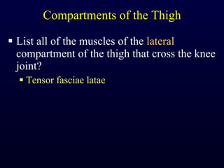 Compartments of the Thigh List all of the muscles of the  lateral  compartment of the thigh that cross the knee joint? Tensor fasciae latae 
